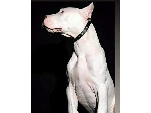 stenci argentinske doge
